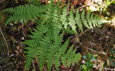 Dryopteris nubigena