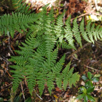 DSC_0483-e1439260689688 (Dryopteris nubigena)