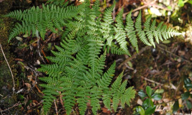 Dryopteris nubigena