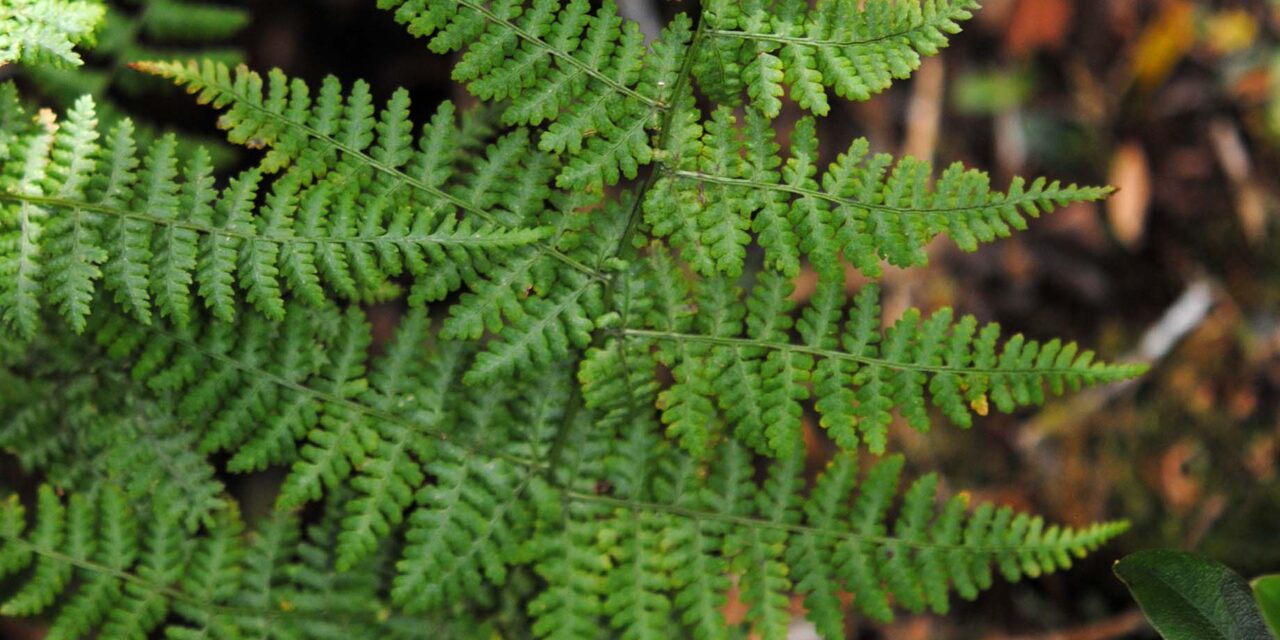 Dryopteris nubigena