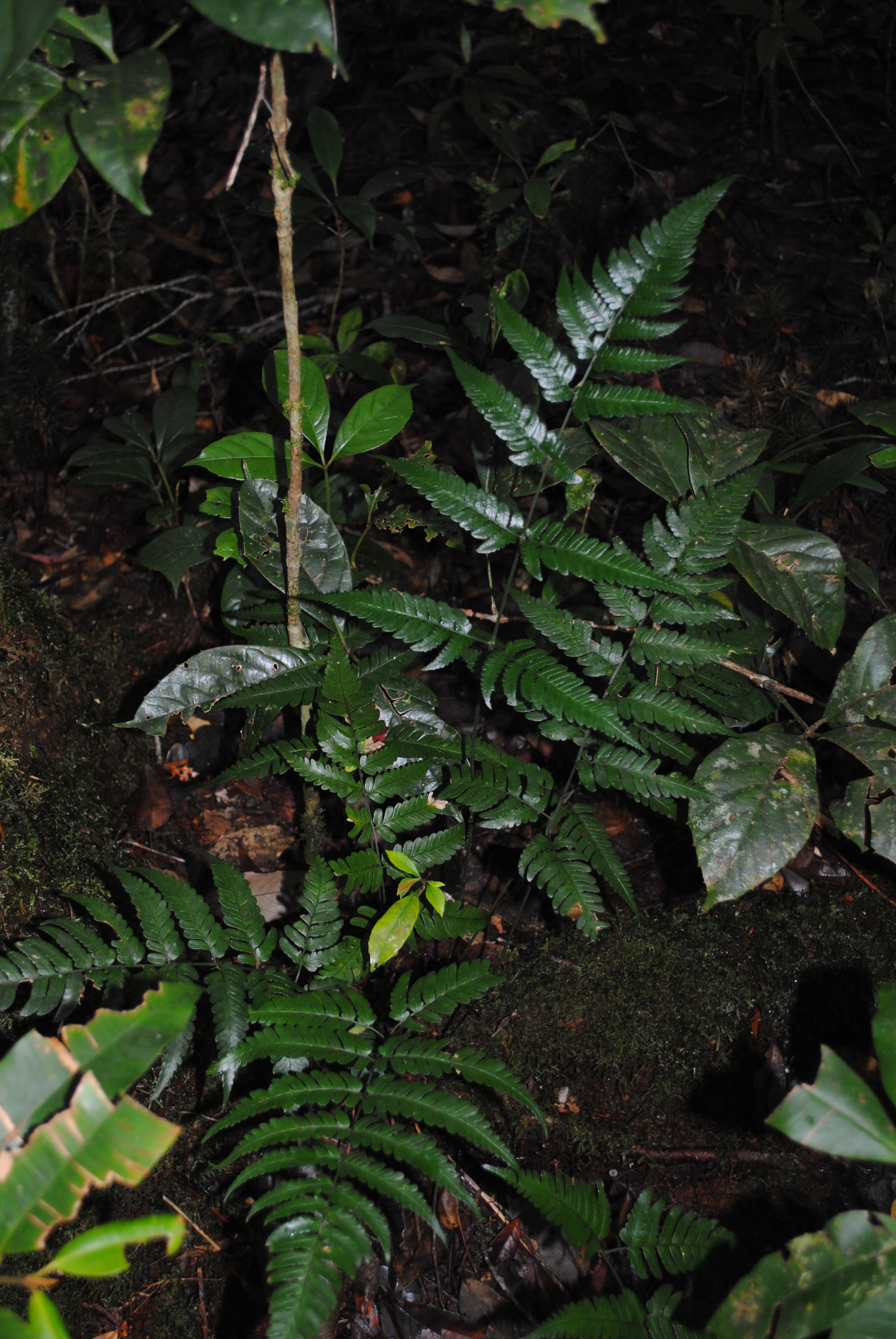 Dryopteris aff. sparsa