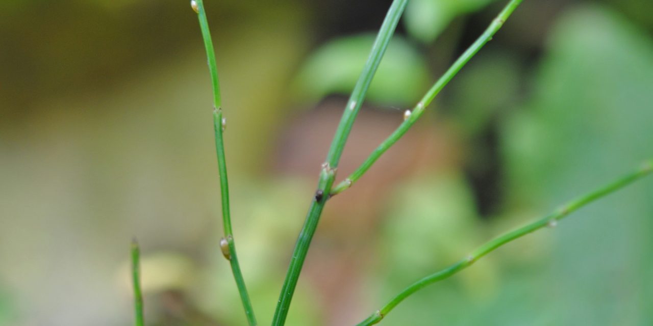 Equisetum bogotense