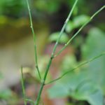 Equisetum bogotense