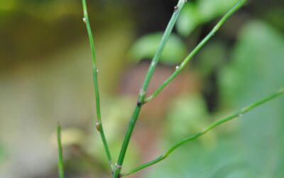 Equisetum bogotense