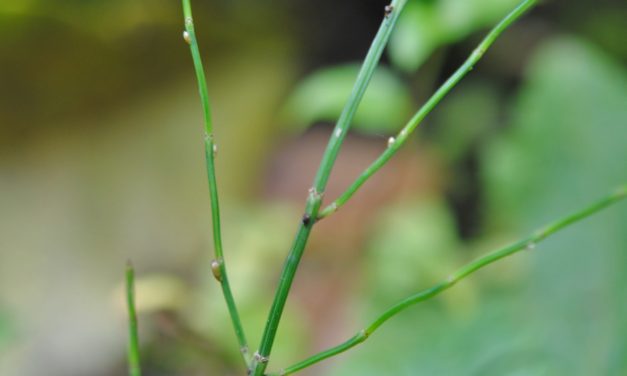 Equisetum bogotense