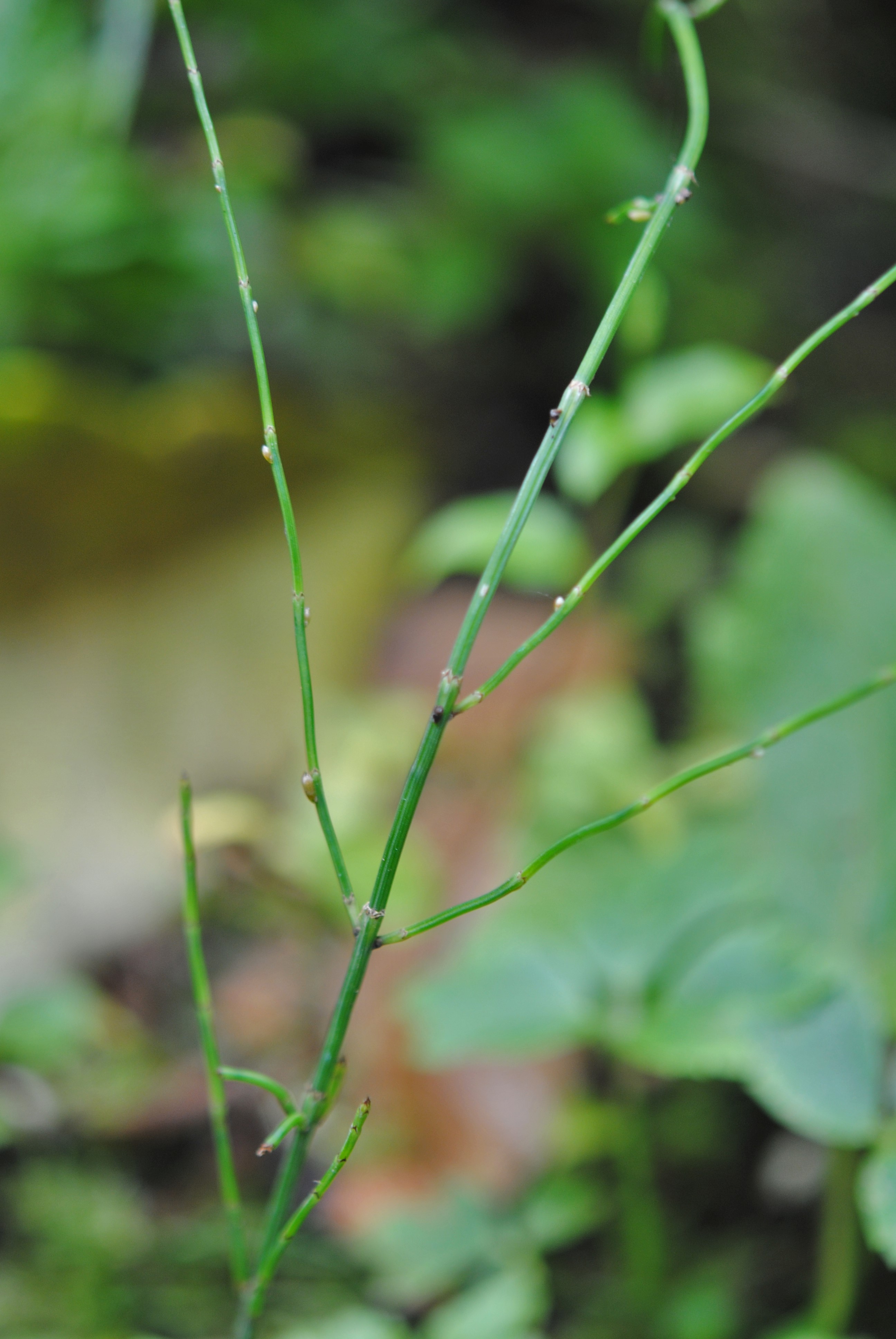 Equisetum bogotense