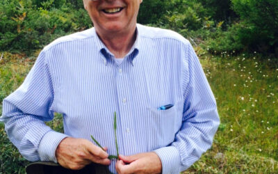 Lycopodiella ×gilmanii