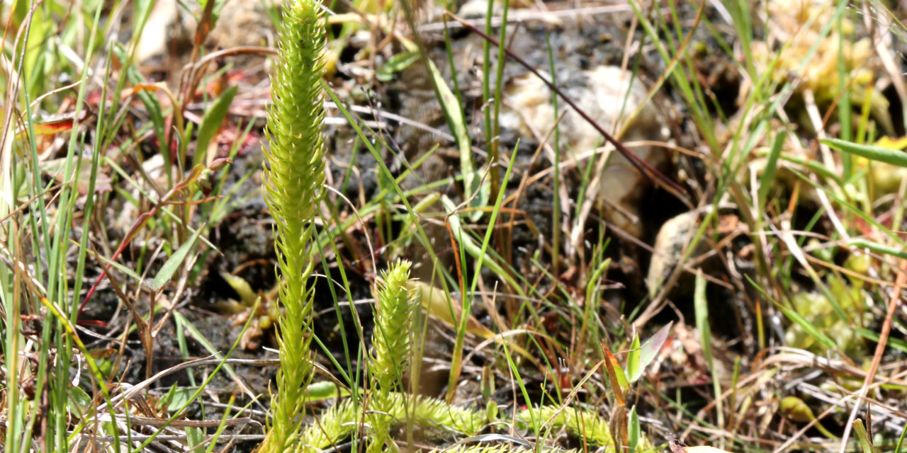 Lycopodiella inundata