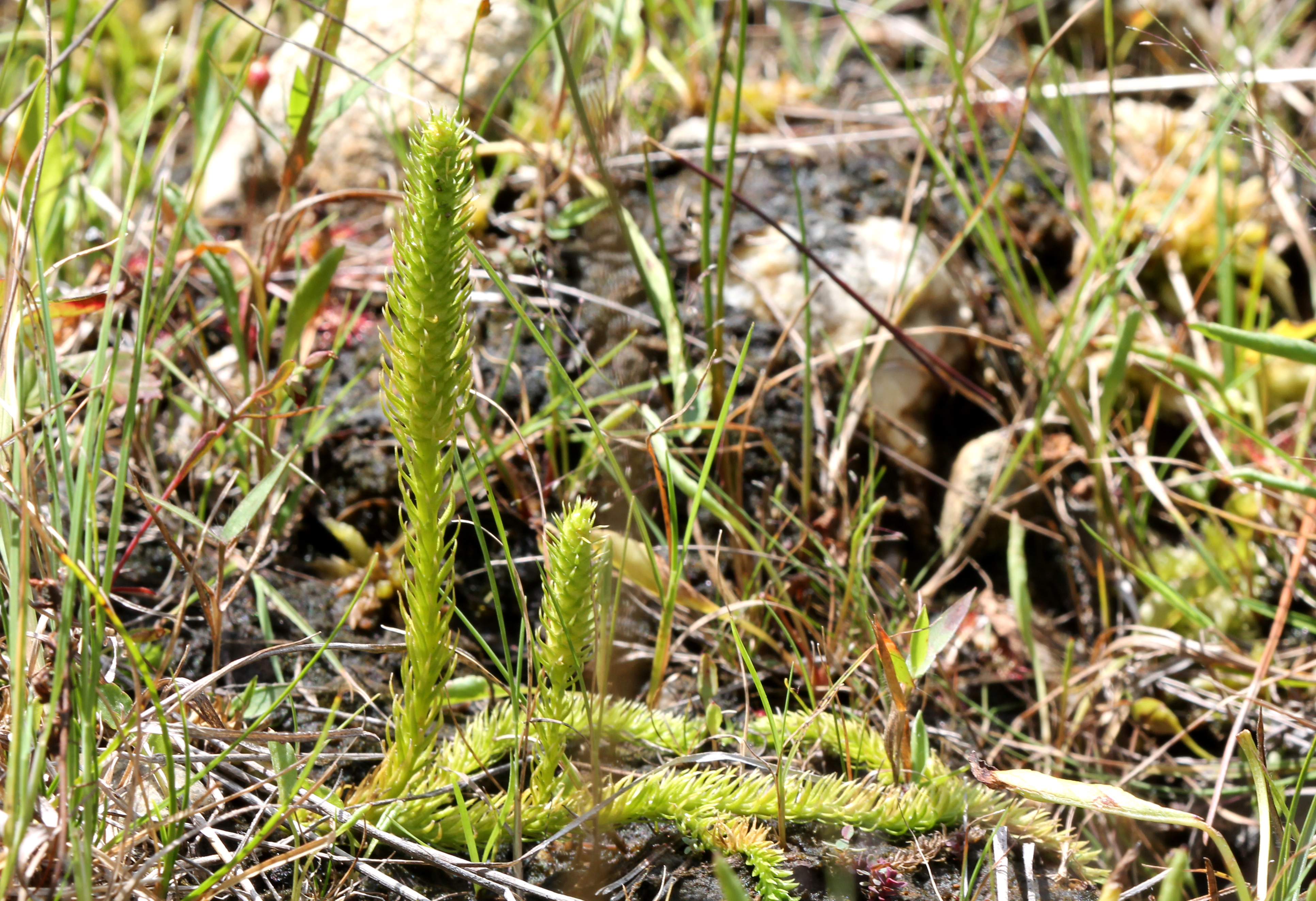 Lycopodiella inundata