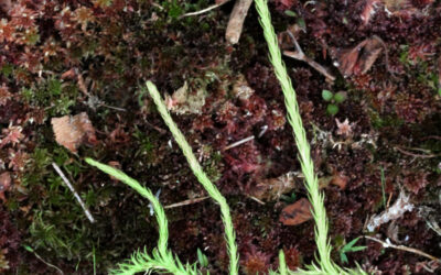 Lycopodiella appressa
