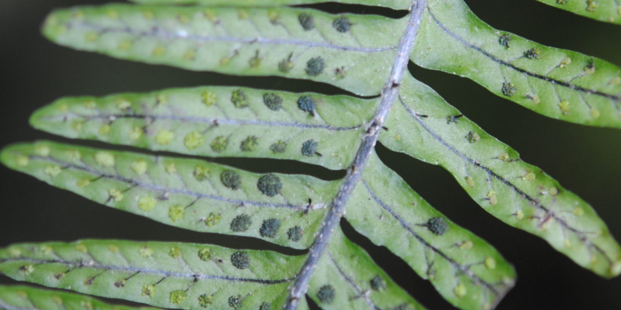 Mycopteris semihirsuta s.l.