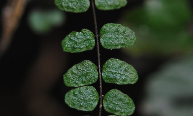 Goniopteris abdita