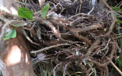 Nest made with Microgramma vacciniifolia