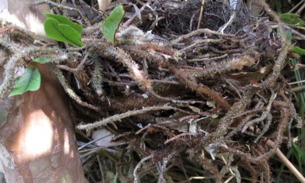 Nest made with Microgramma vacciniifolia