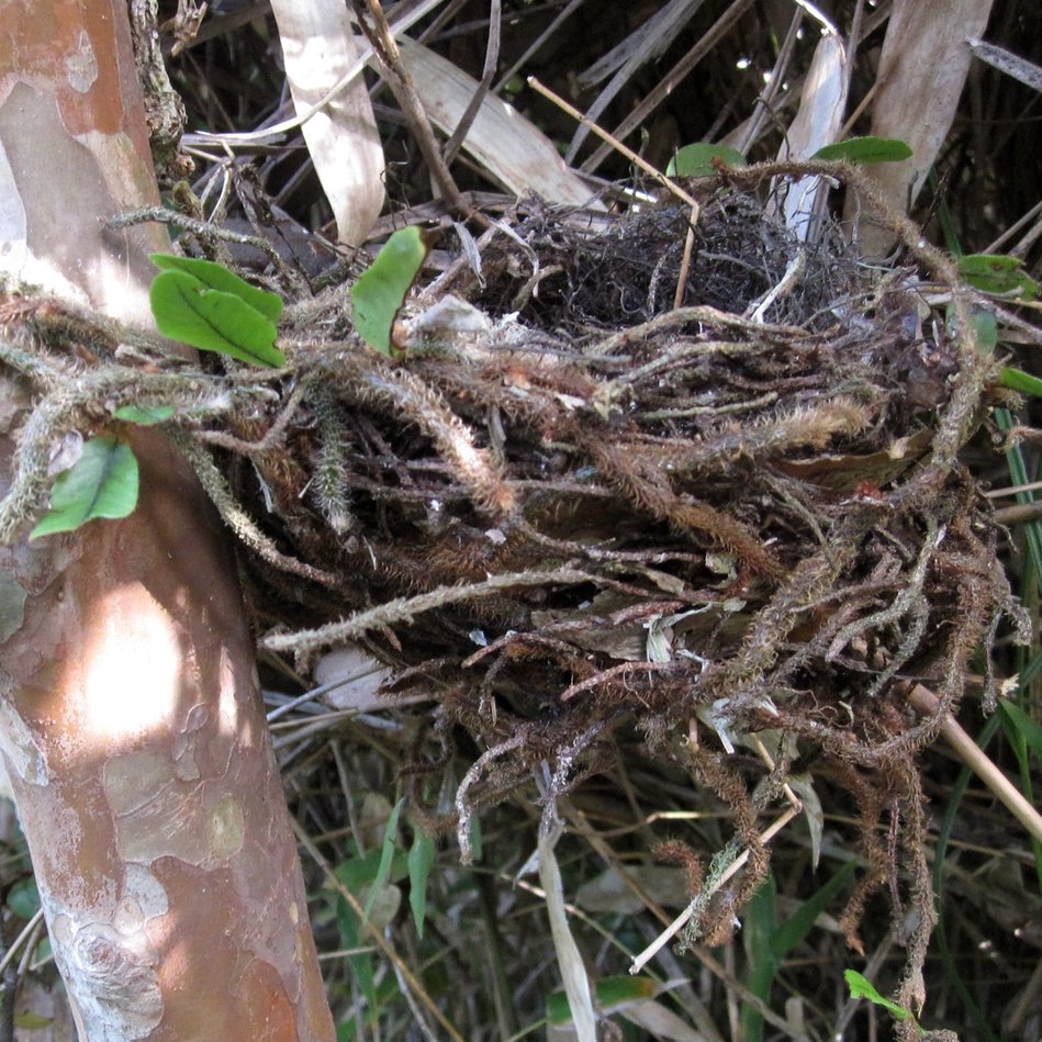 Nest made with Microgramma vacciniifolia