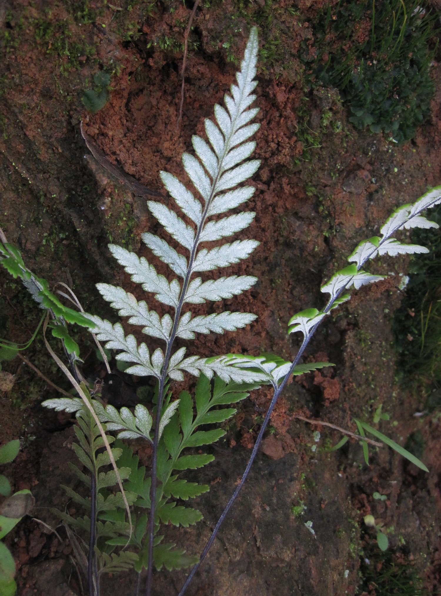 Pityrogramma calomelanos