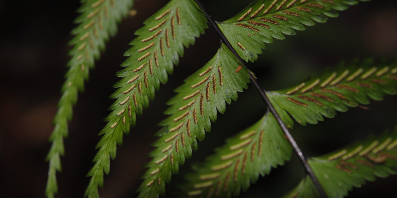 Asplenium harpeodes