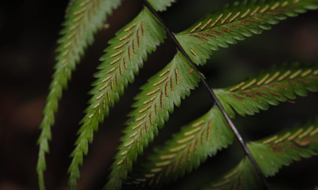 Asplenium harpeodes