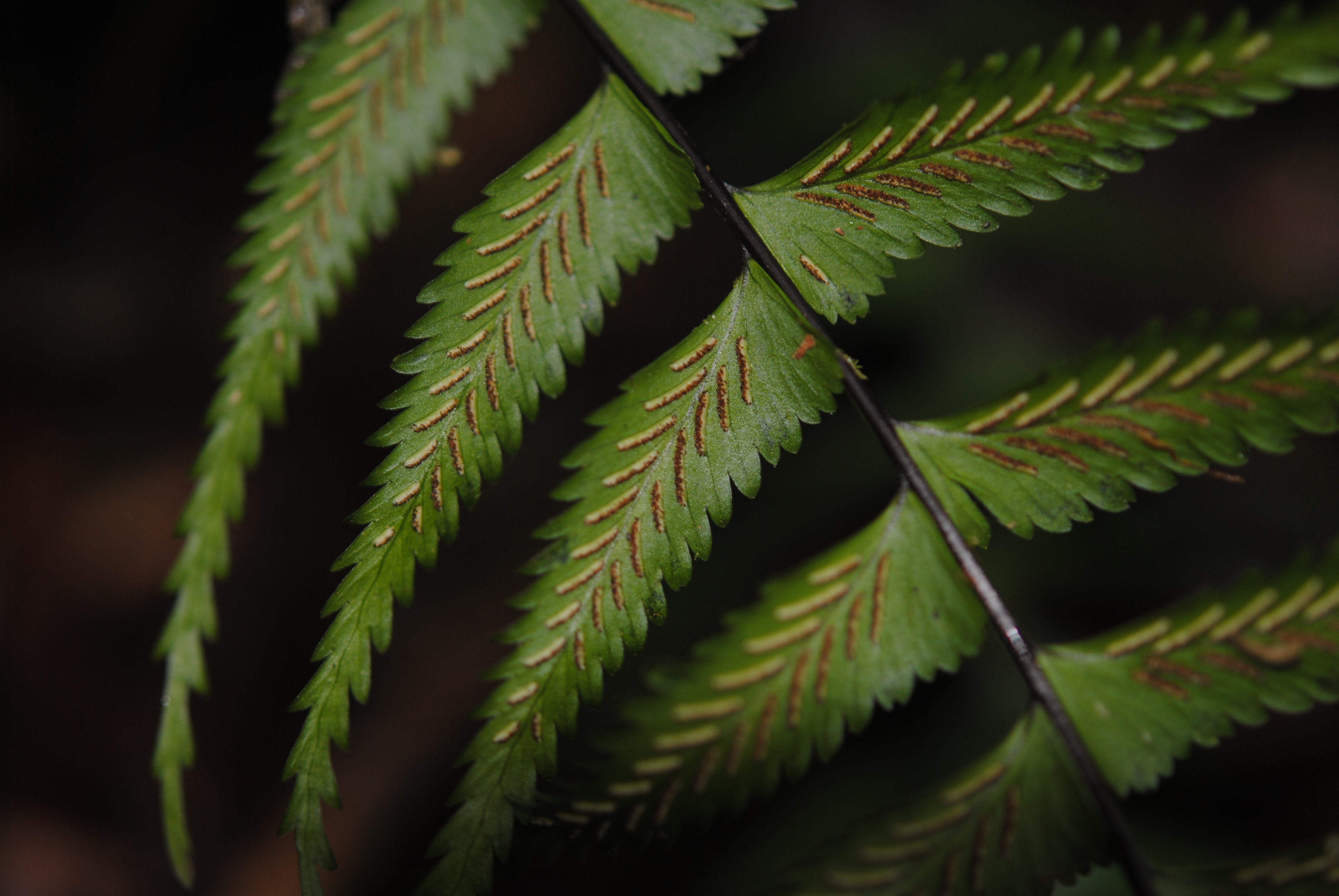 Asplenium harpeodes