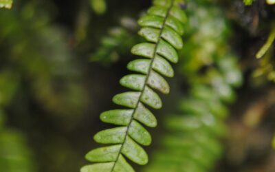 Ascogrammitis anfractuosa