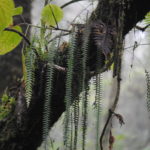 Terpsichore asplenifolia