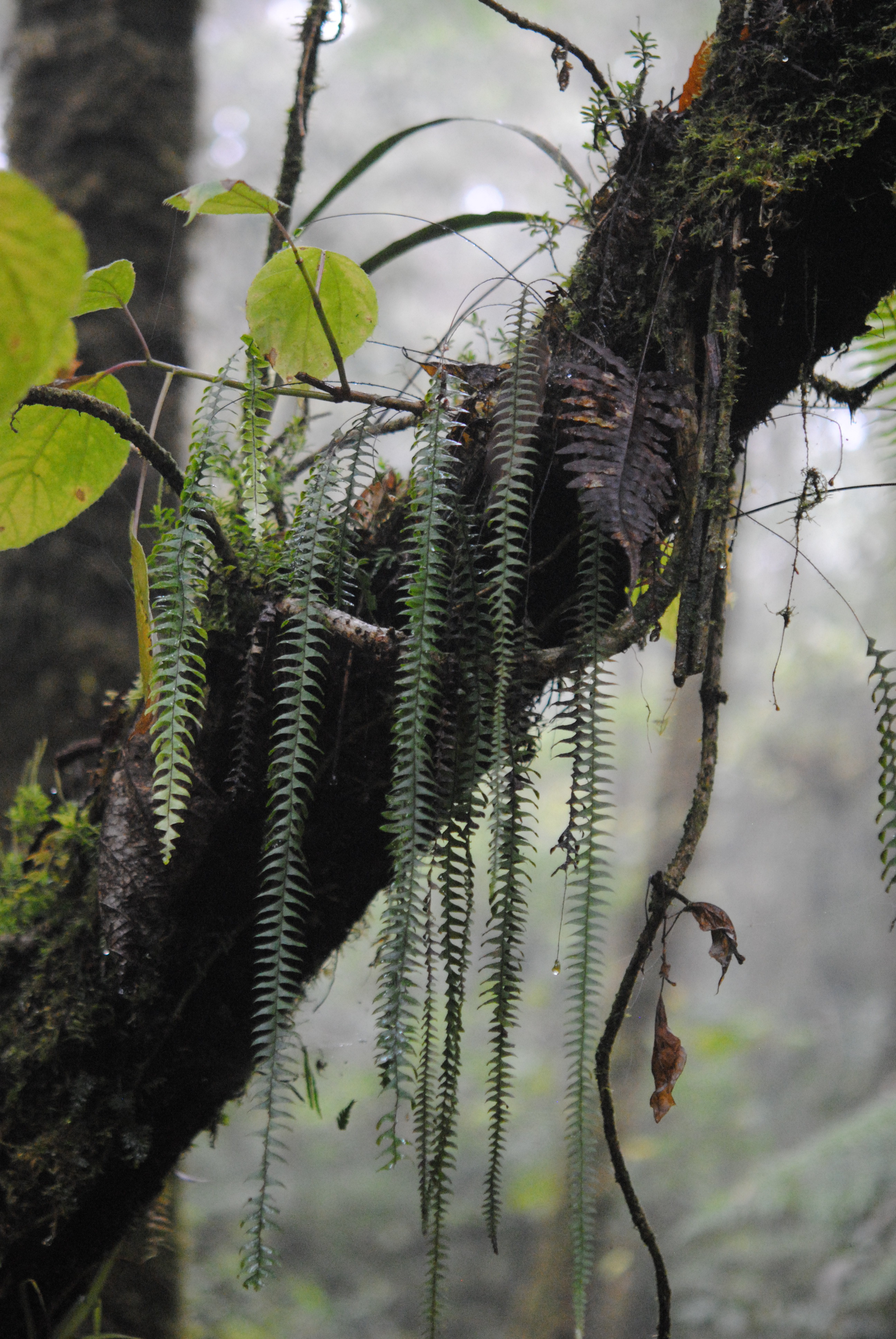 Terpsichore asplenifolia