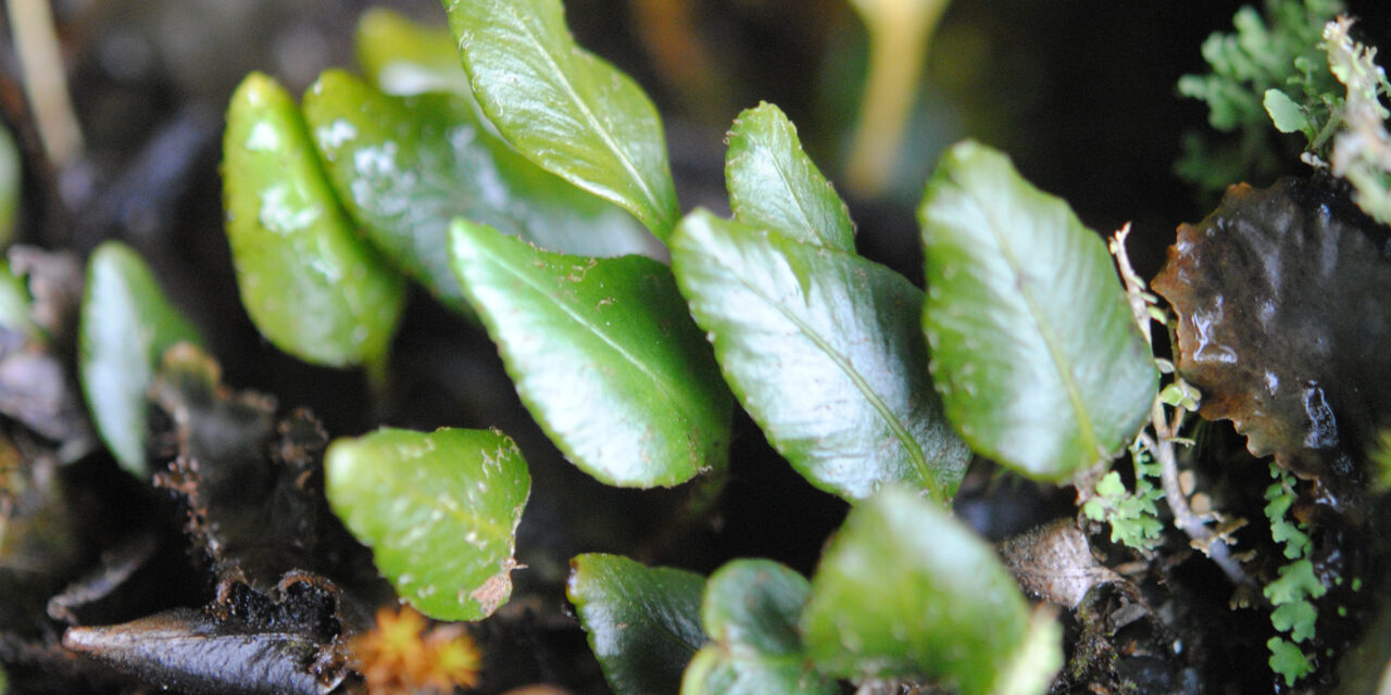 Elaphoglossum squamipes