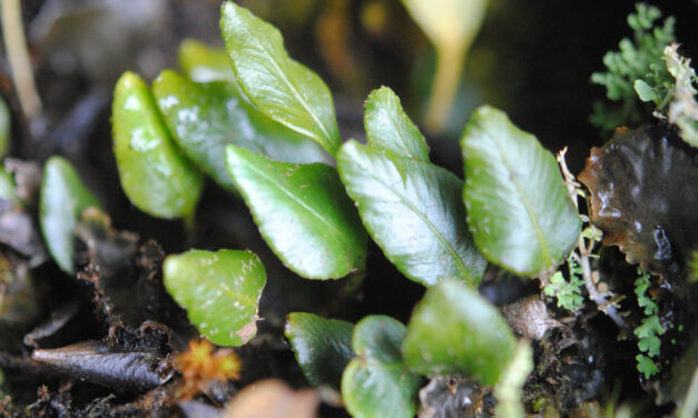 Elaphoglossum squamipes