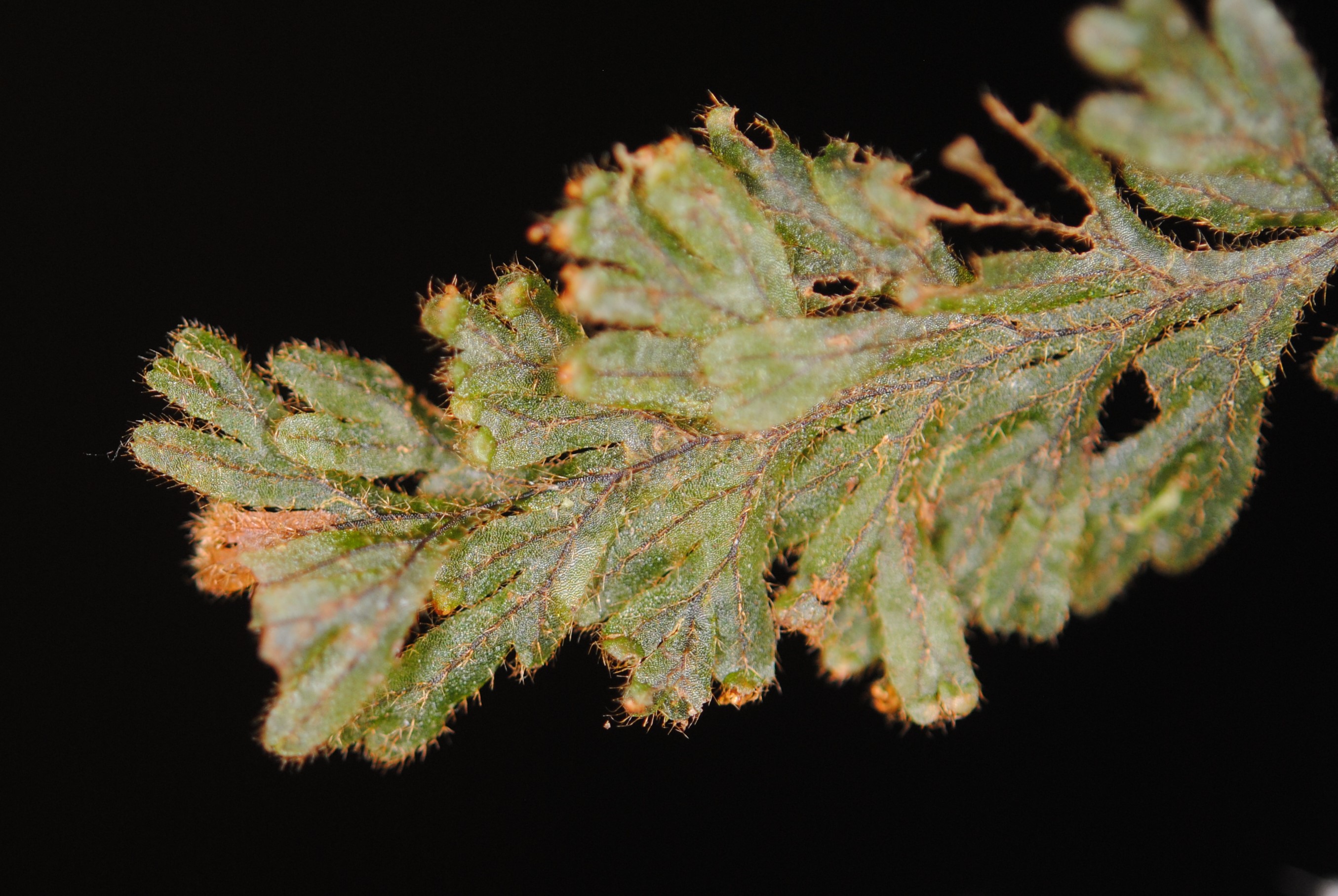 Hymenophyllum tegularis