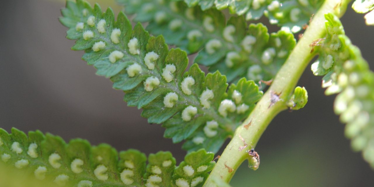 Athyrium arcuatum