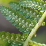 Athyrium arcuatum