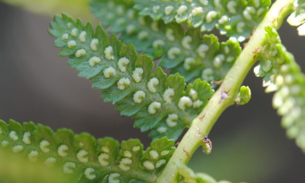 Athyrium arcuatum