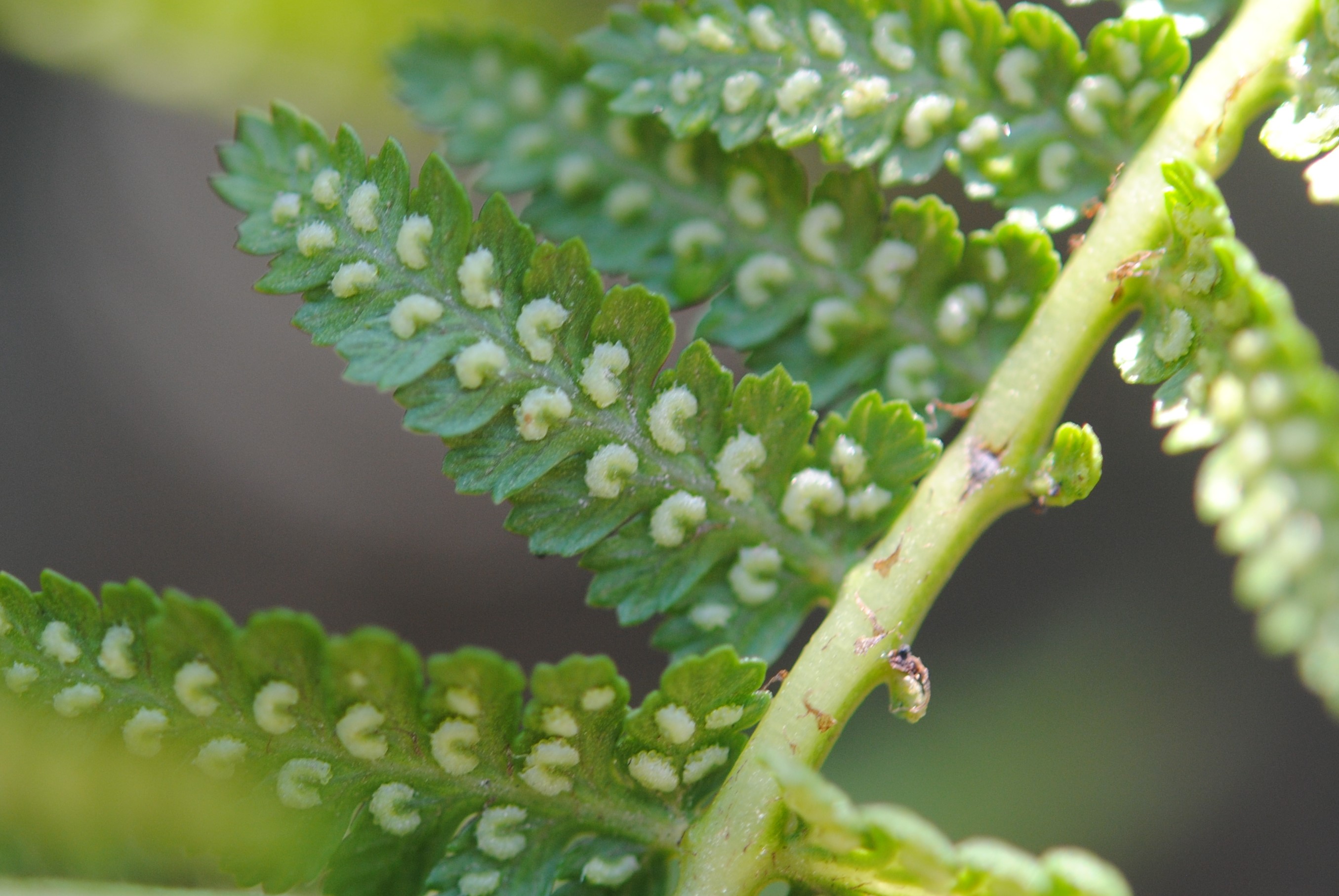 Athyrium arcuatum