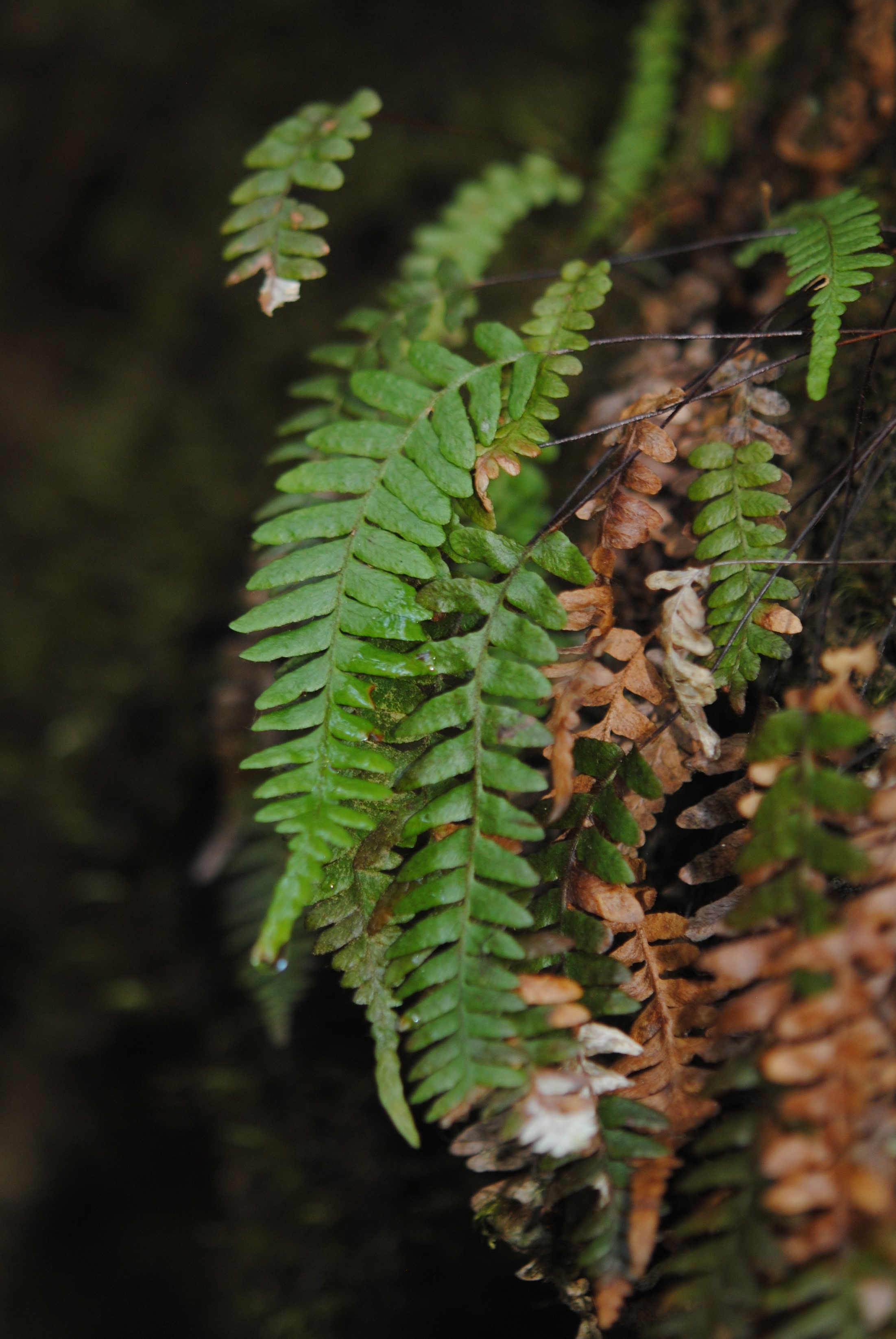 Ceradenia margaritata