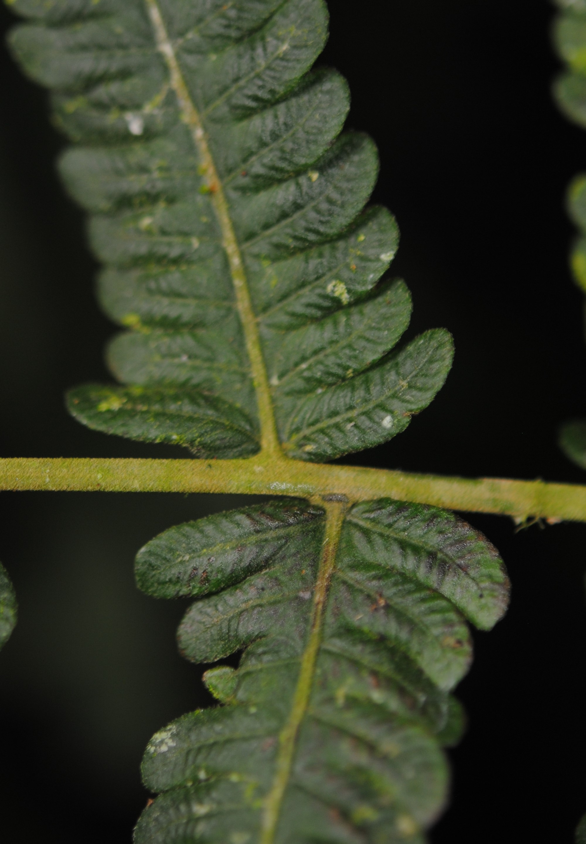 Goniopteris hatchii