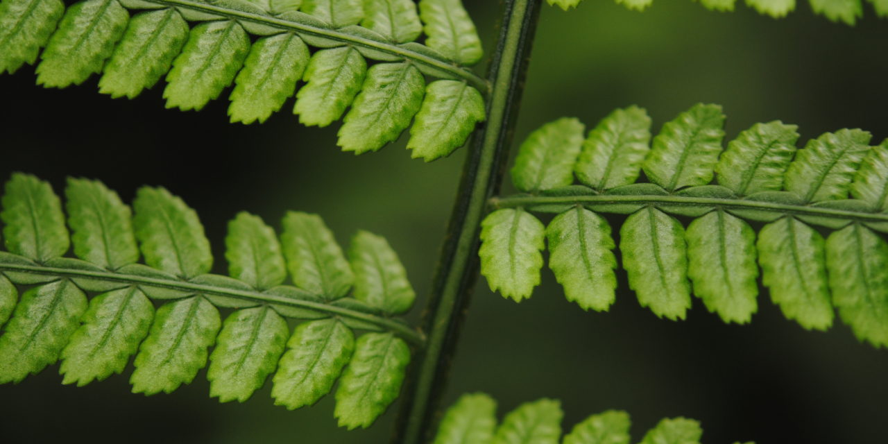 Marattia weinmanniifolia