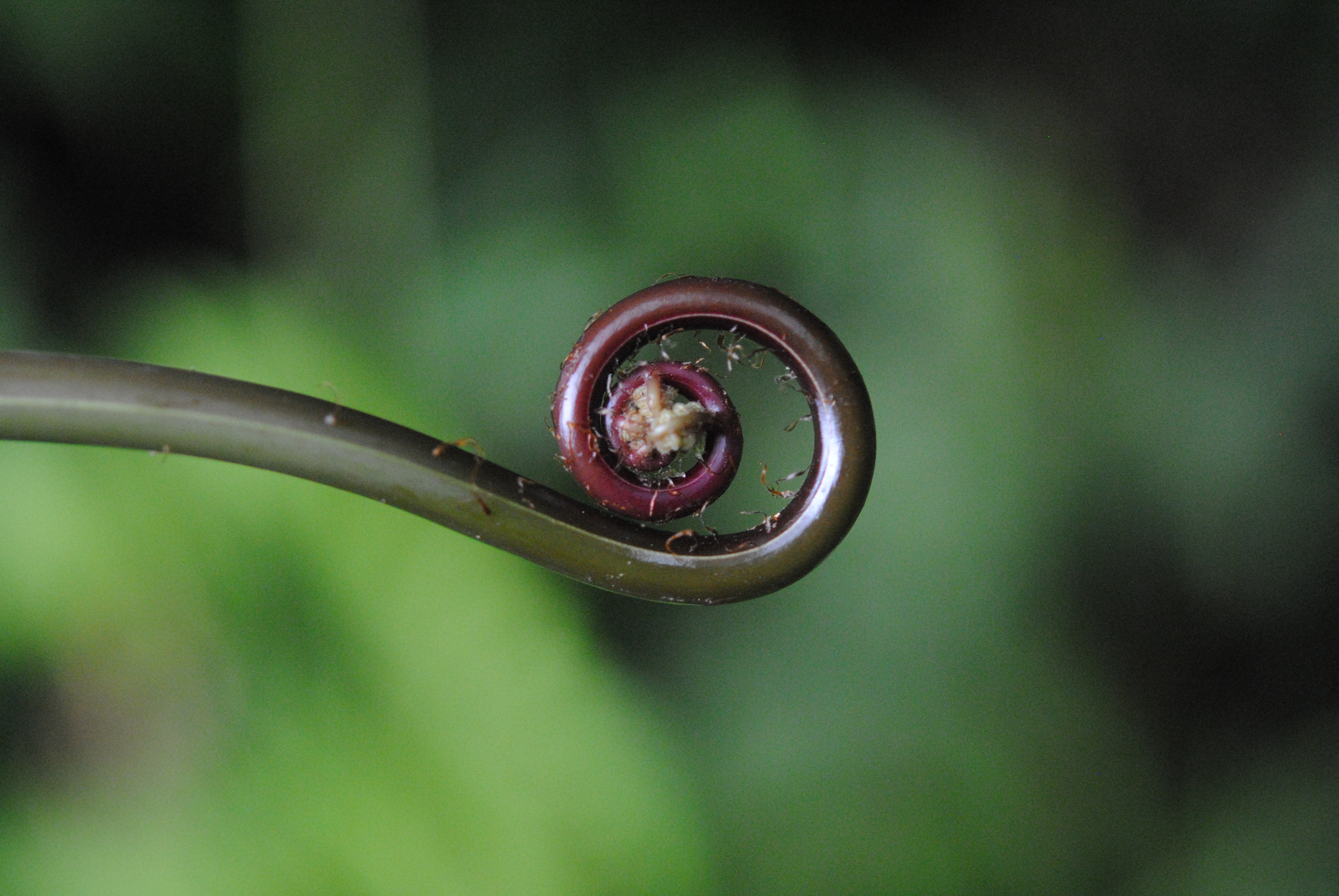 Macrothelypteris torresiana