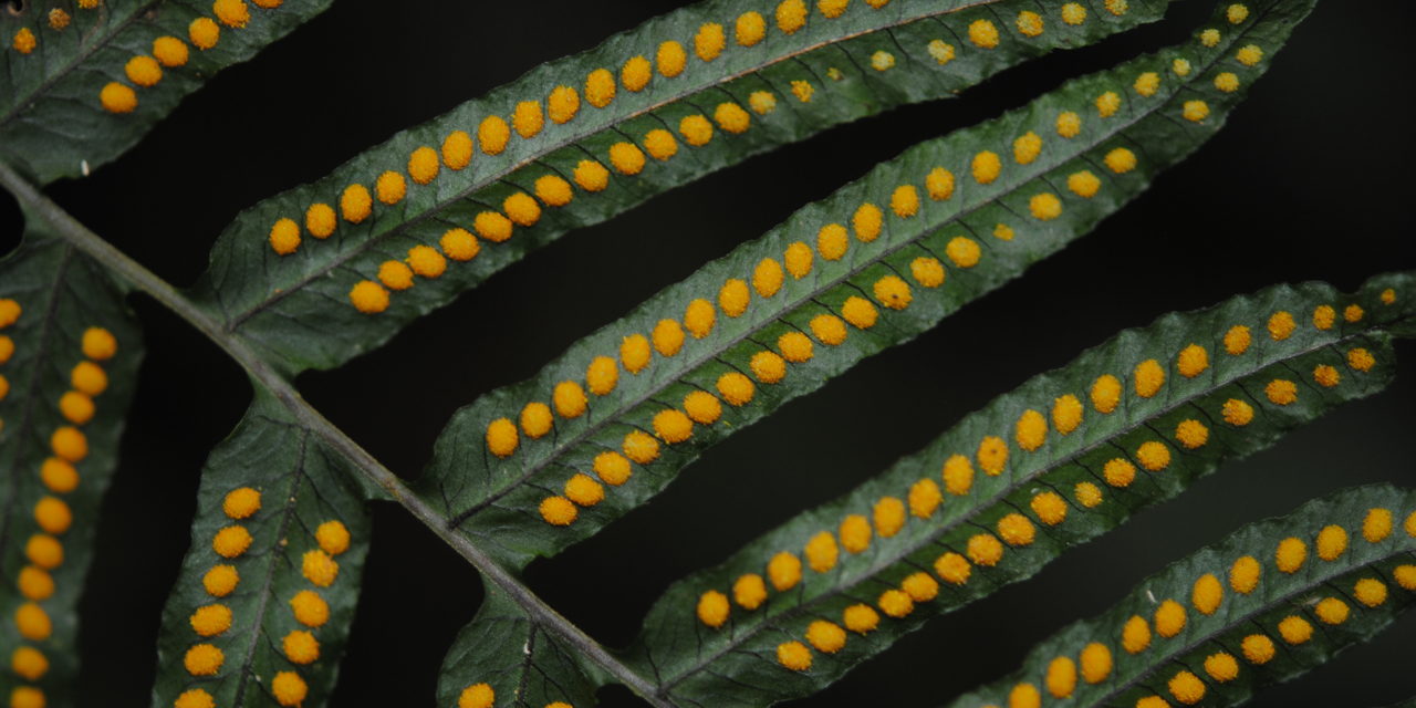 Polypodium longepinnulatum