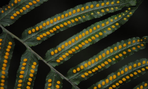 Polypodium longepinnulatum