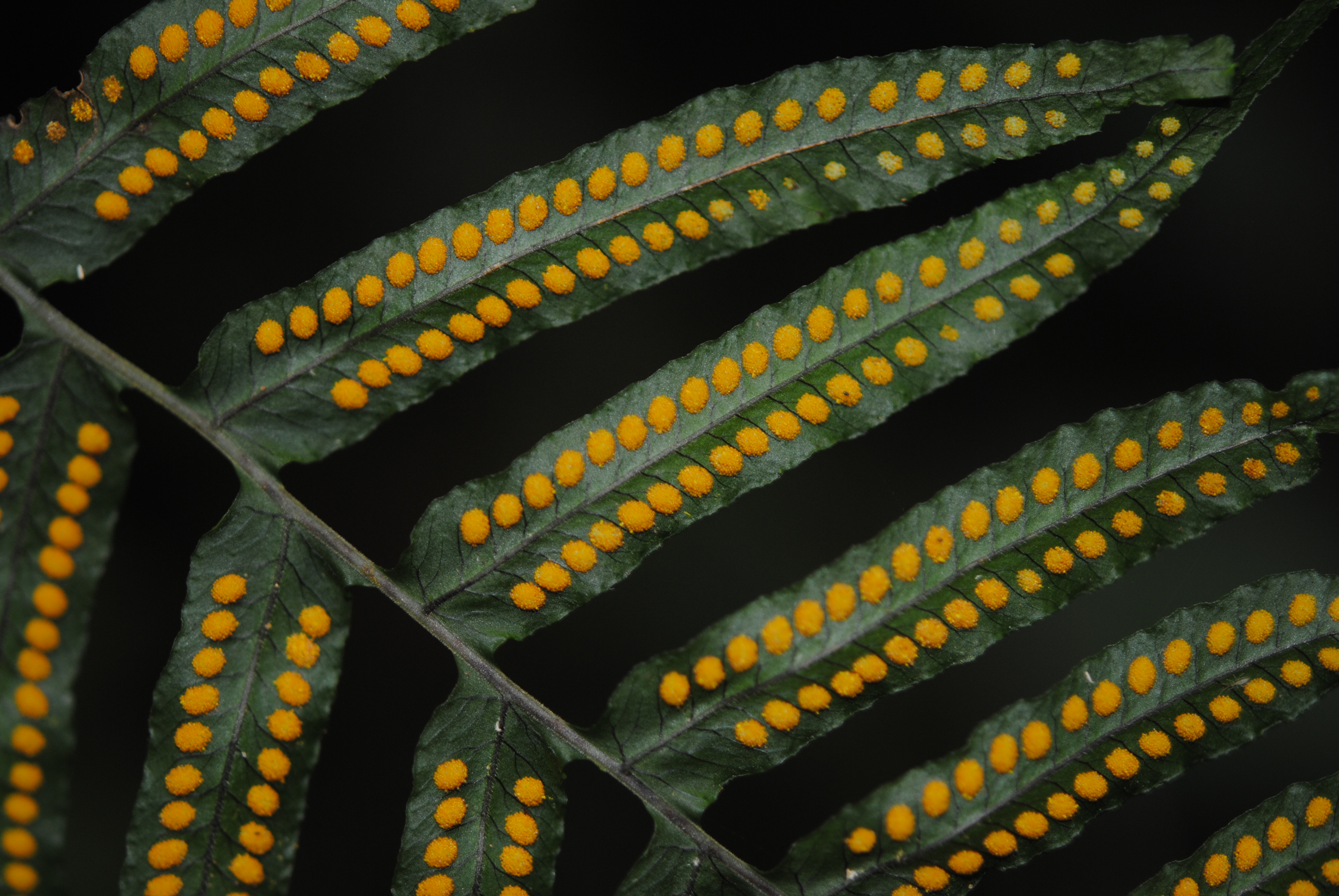 Polypodium longepinnulatum