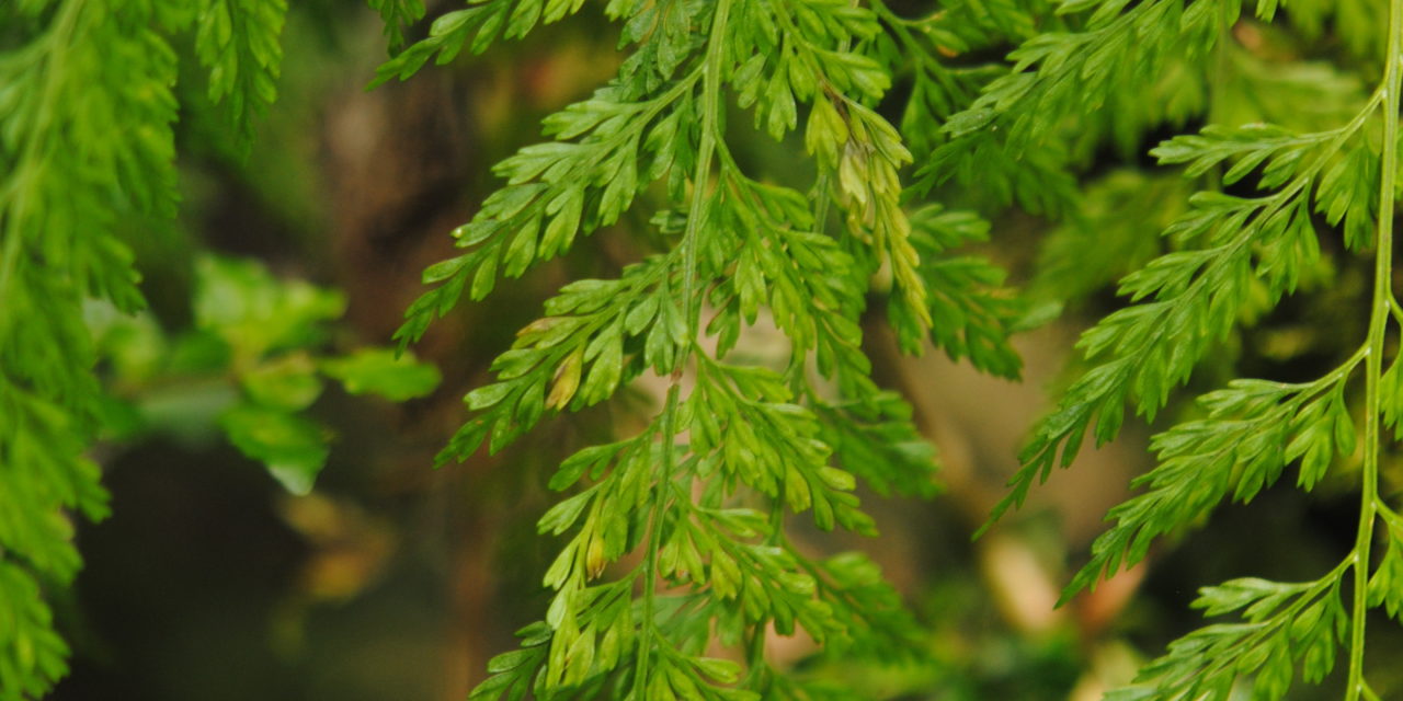 Asplenium fragrans