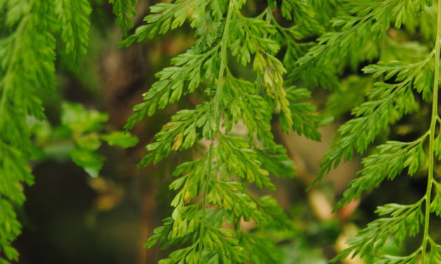 Asplenium fragrans