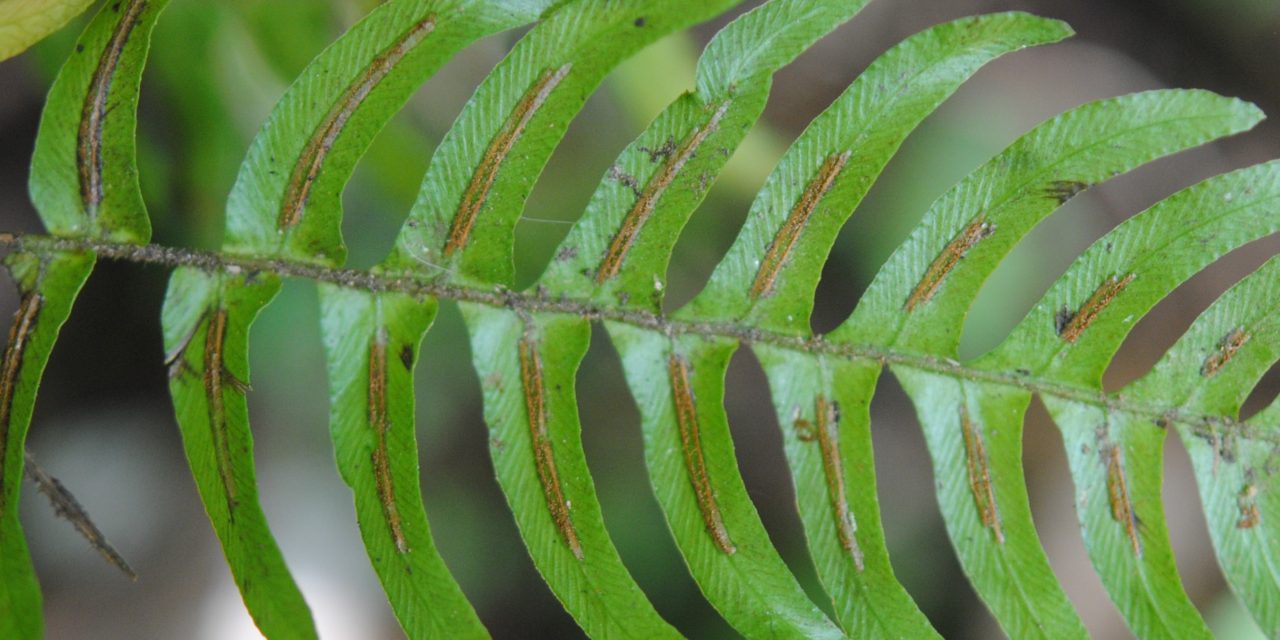 Blechnum appendiculatum