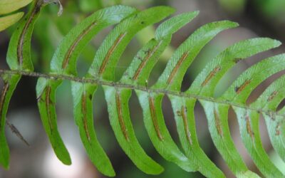 Blechnum appendiculatum