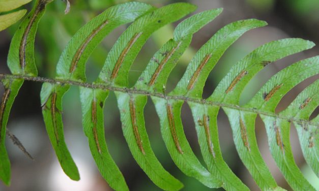 Blechnum appendiculatum