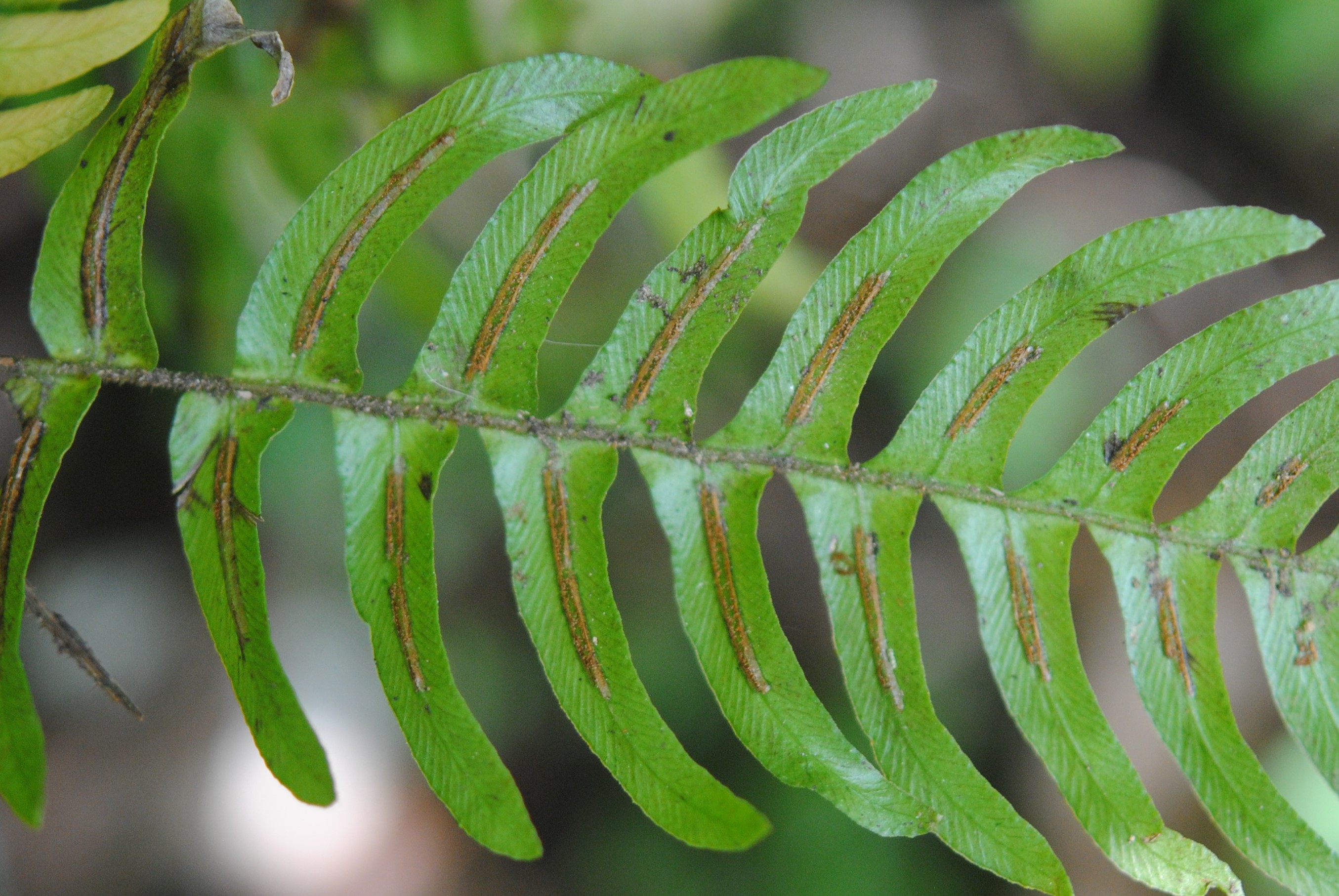 Blechnum appendiculatum