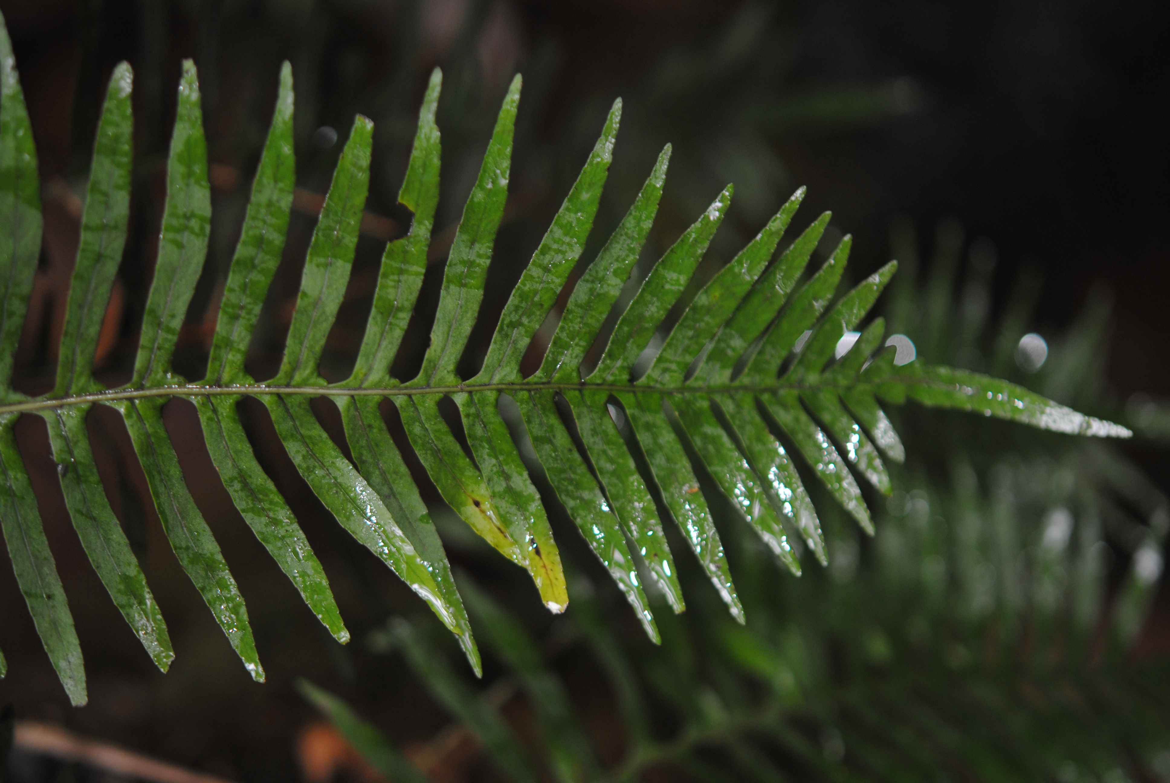 Pleopeltis plebeia