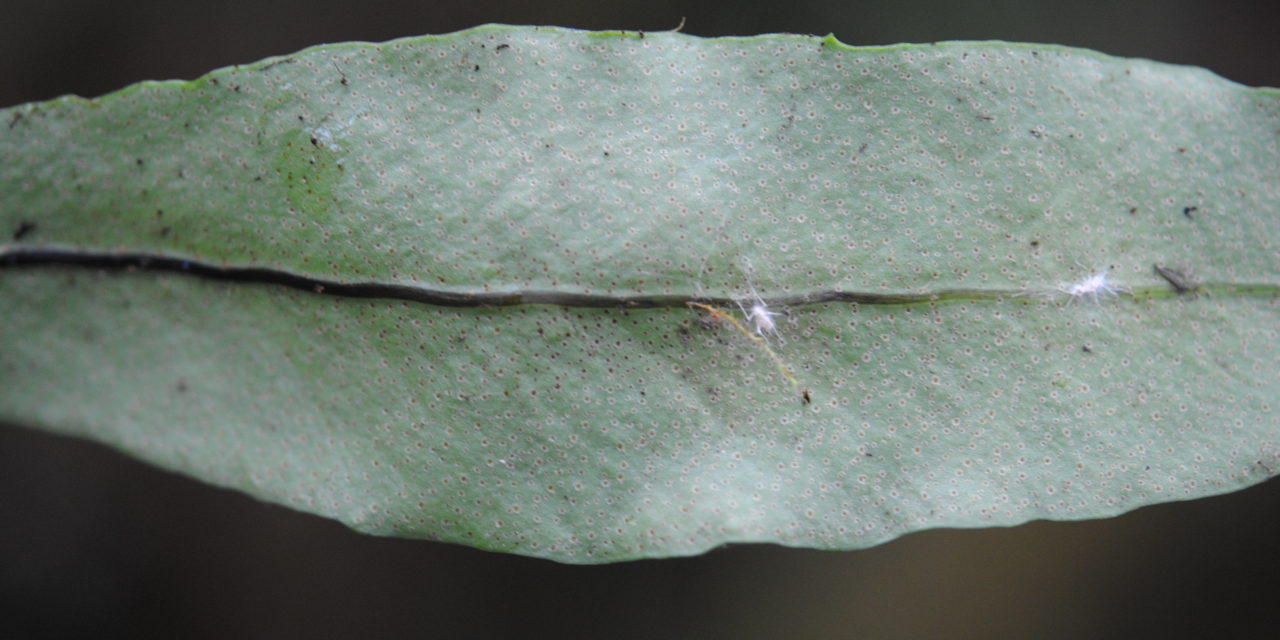 Pleopeltis interjecta
