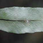 Pleopeltis interjecta