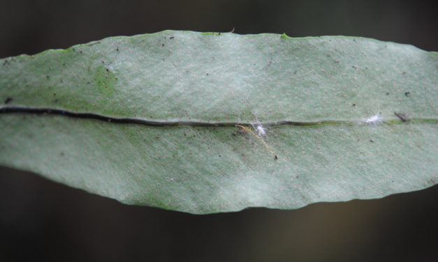 Pleopeltis interjecta